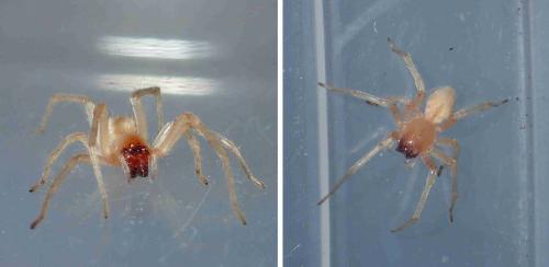 Cheiracanthium sp.